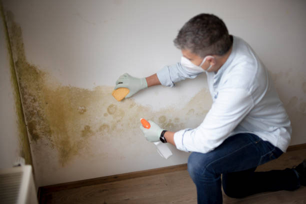 Best Comprehensive Air Testing for Mold Contaminants  in Notre Dame, IN